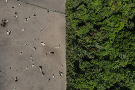 Vista aérea de pasto e floresta na Amazônia brasileira