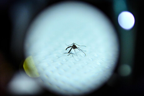 Aedes aegypti pode chegar à Europa, temem especialistas
