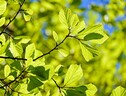 Slitta il via libera finale alla Legge sul ripristino della natura (ANSA)