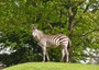 Estate: Torino,al Night Safari Festival musica tra le zebre