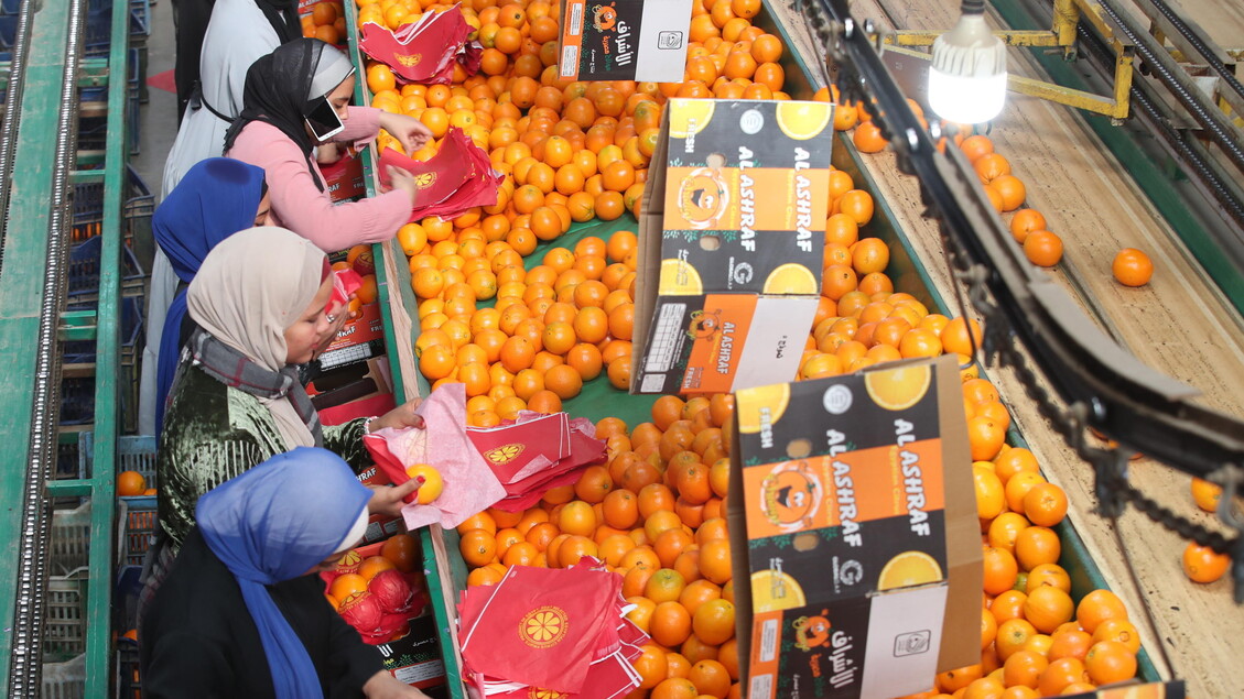 Oranges production in Egypt © ANSA/EPA