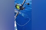 Pesca record a Santa Teresa di Gallura, preso un tonno di 220 chili