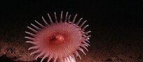 Un anemone che filtra la 'neve marina' (fonte: SMARTEX/NHM/NOC)