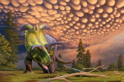 Ricostruzione artistica del Lokiceratopo (fonte: ©Andrey Atuchin per il Museo dell’evoluzione a Maribo, Danimarca)