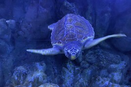 Casco de tartaruga foi reconstruído na Itália