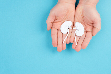 Hands holding a kidney, paper cut out, world kidney day, health problems, organ transplantation, medical issue