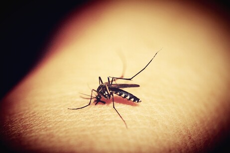 Llega a Europa una enfermedad caribeña, cuyo vector también es un mosquito