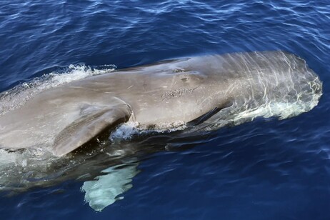 Un capodoglio avvistato nel Mar Ligure