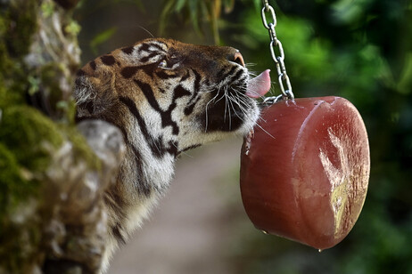 Caldo: animali si rinfrescano con ghiaccioli frutta al Bioparco Roma