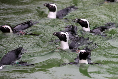 Empresário destruiu mais de 170 ninhos de pinguins com uma retroescavadeira