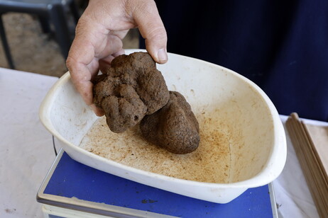 Si inaugura un Museo dedicato al Tartufo uncinato di Fragno