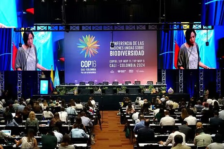 Plenária da COP16 em Cali, na Colômbia