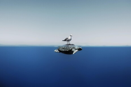 Fotógrafo Enric Gener imortalizou cena surreal de gaivota sobre tartaruga marinha no Mediterrâneo