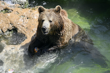 Ursos se refrescam no Bioparque de Roma