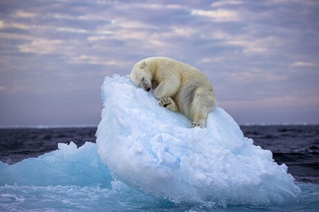 Un orso bianco che dorme sul ghiaccio icona foto naturalistiche