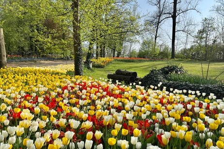 Tulipanes y narcisos para recibir a la primavera boreal (ANSA)