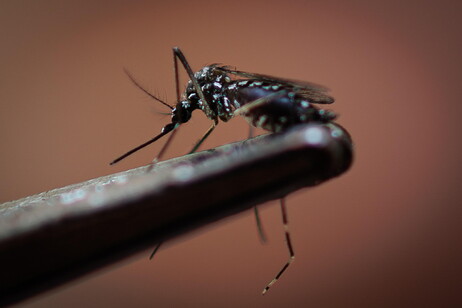 Mosquitos Aedes transmitem a doença também na Europa
