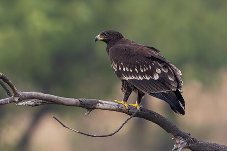 Un esemplare di aquila anatraia maggiore (fonte: Hari K. Patibanda, Flickr, CC BY-NC 2.0)