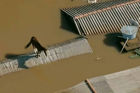 Égua ficou ilhada em Canoas, uma das cidades mais atingidas pelas cheias