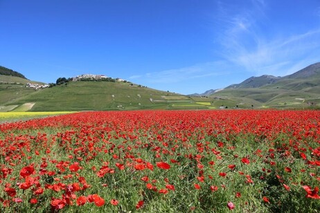 LA belleza y el color de las floraciones en Castelluccio di Norcia
