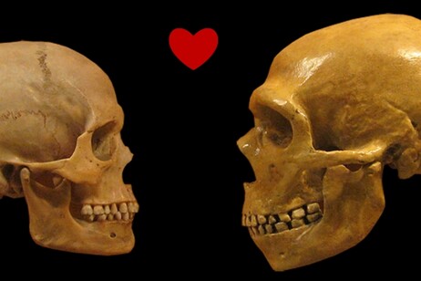 Da sinistra: un teschio di Homo sapiens e uno di uomo di Neanderthal (fonte: hairymuseummatt/DrMikeBaxter/Wikimedia Commons/CC BY-SA 2.0/Canva Pro)