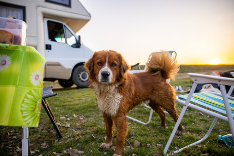 Un cane al tramonto foto iStock.