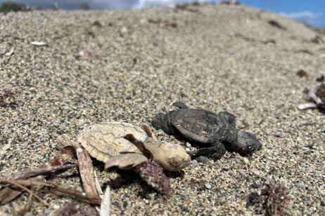 La tartaruga leucistica nata in Calabria, sulla costa dei Gelsomini (fonte: Caretta Calabria Conservation)