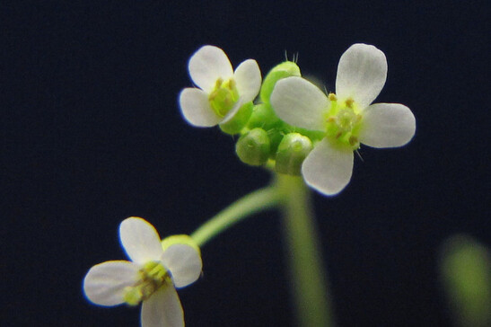 Fiori di Arabidopsis thaliana (fonte: BlueRidgeKitties da Flickr CC BY-NC-SA 2.0)