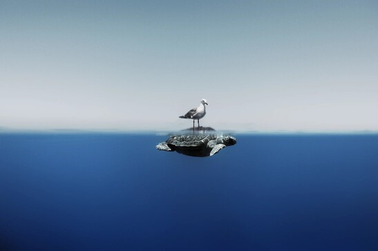 Un gabbiano sfrutta il passaggio di una tartaruga marina (fonte: Enric Gener/Ocean Photographer of the Year 2024)