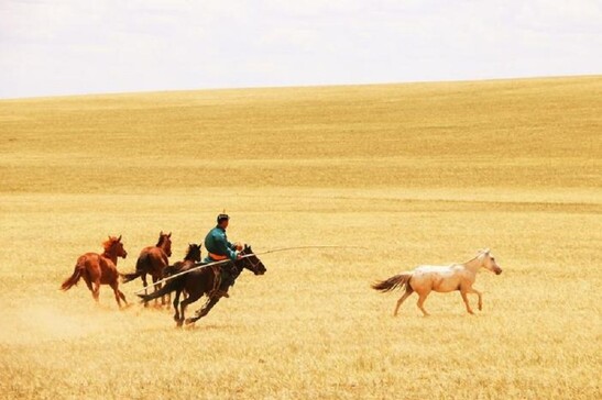 La diffusione del cavallo domestico partì dalle vaste steppe della Russia occidentale (fonte: Ludovic Orlando)