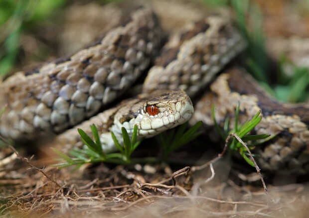 Sono tre i progetti italiani in finale al premio Ue Natura 2000 (ANSA)