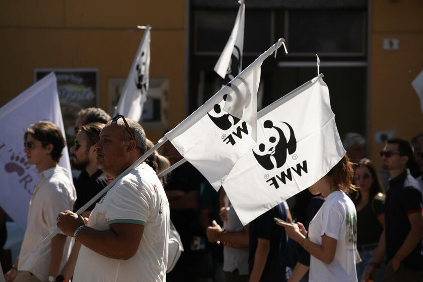 Milhares protestam em Pescina por assassinato da ursa Amarena