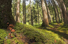 Consorzio a Biella per tutela boschi