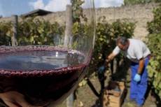 Il vino batte la crisi, fatturato +4,8%