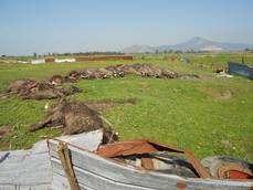 Scoperto cimitero bufali nel Casertano