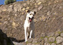 Il cane, fotografato sul tetto di una domus negli scavi di Pompei, tratto in salvo dopo tre giorni, il 10 dicembre