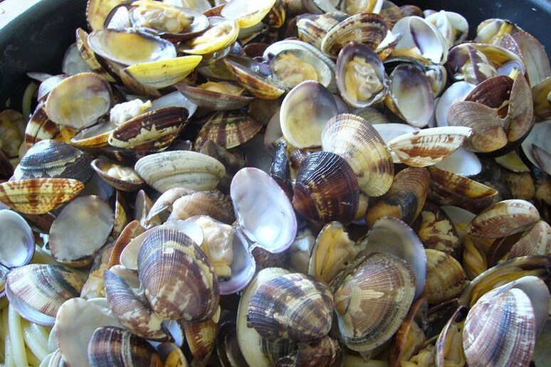 Caro-vongole per Natale, +60% per colpa del granchio blu - RIPRODUZIONE RISERVATA