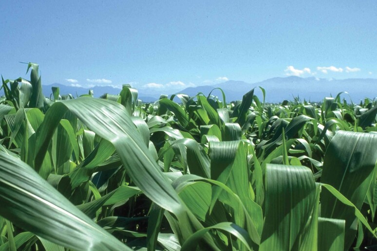 Campo di mais - RIPRODUZIONE RISERVATA