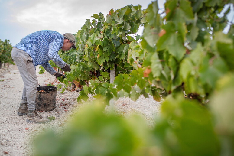 Uvas produzem mosto, importante para a fermentação alcoólica do vinho - TODOS OS DIREITOS RESERVADOS