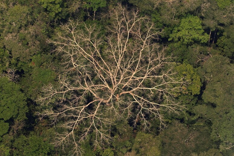 Vista aérea da Floresta Amazônia em Rondônia - TODOS OS DIREITOS RESERVADOS