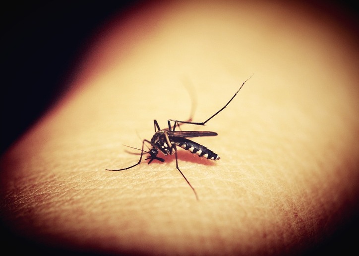 Llega a Europa una enfermedad caribeña, cuyo vector también es un mosquito - TODOS LOS DERECHOS RESERVADOS