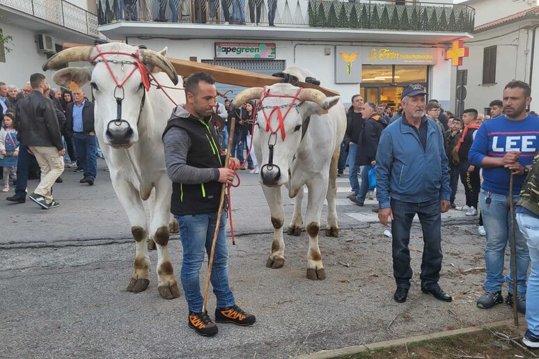 A Rotonda il taglio della "pitu", via ai riti arborei lucani - RIPRODUZIONE RISERVATA