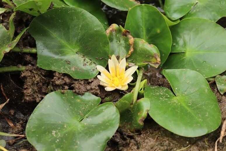 Nymphaea thermarum, the smallest water lily in the world (credit: Università Roma Tre) - RIPRODUZIONE RISERVATA