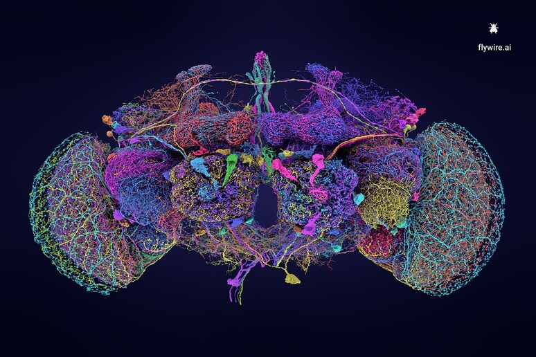 I 50 neuroni più grandi nel connettoma del moscerino della frutta (fonte: Tyler Sloan e Amy Sterling perFlyWire, Princeton University, Dorkenwald et al., Nature, 2024) - RIPRODUZIONE RISERVATA