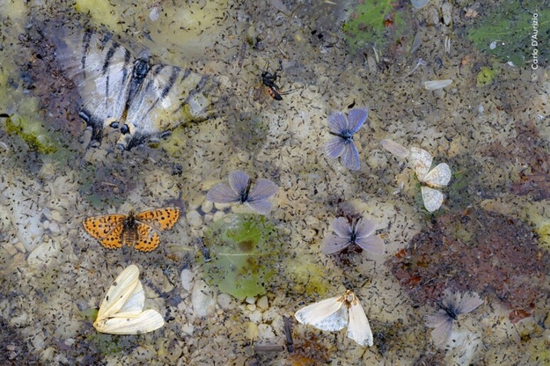 La foto  'Caídas del cielo ' de Carlo D 'Aurizio (fuente: Fotógrafo de vida silvestre del año, Museo de Historia Natural de Londres) - TODOS LOS DERECHOS RESERVADOS