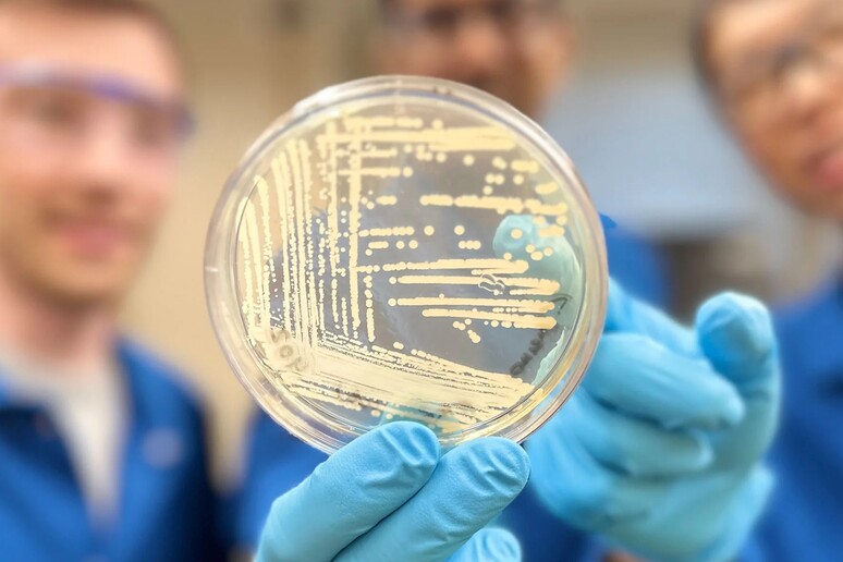 Colonie di Klebsiella pneumoniae, uno dei atteri resistenti agli antibiotici che la cresomicina riesce a combattere (fonte: Myers Research Group/Harvard University) - RIPRODUZIONE RISERVATA