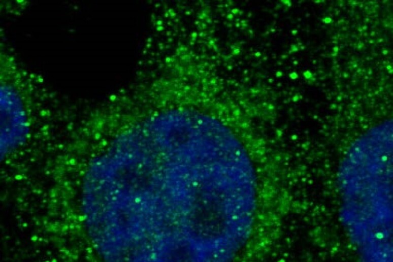 L 'attività del Mytho nelle cellule (fonte: A. Franco-Rometo et al.,  J Clin Invest. 2024) - RIPRODUZIONE RISERVATA