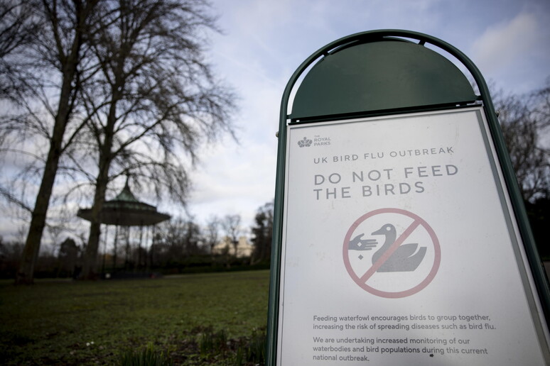Aviso em Londres pede que visitantes não alimentem animais após caso de gripe aviária © ANSA/EPA