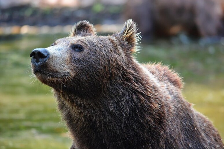 Autoridades tentam identificar urso - TODOS OS DIREITOS RESERVADOS