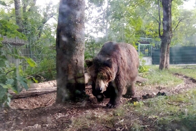 ++ Tar di Trento sospende ancora l 'abbattimento dell 'orsa Kj1 ++ © ANSA/MAURO GENTILE